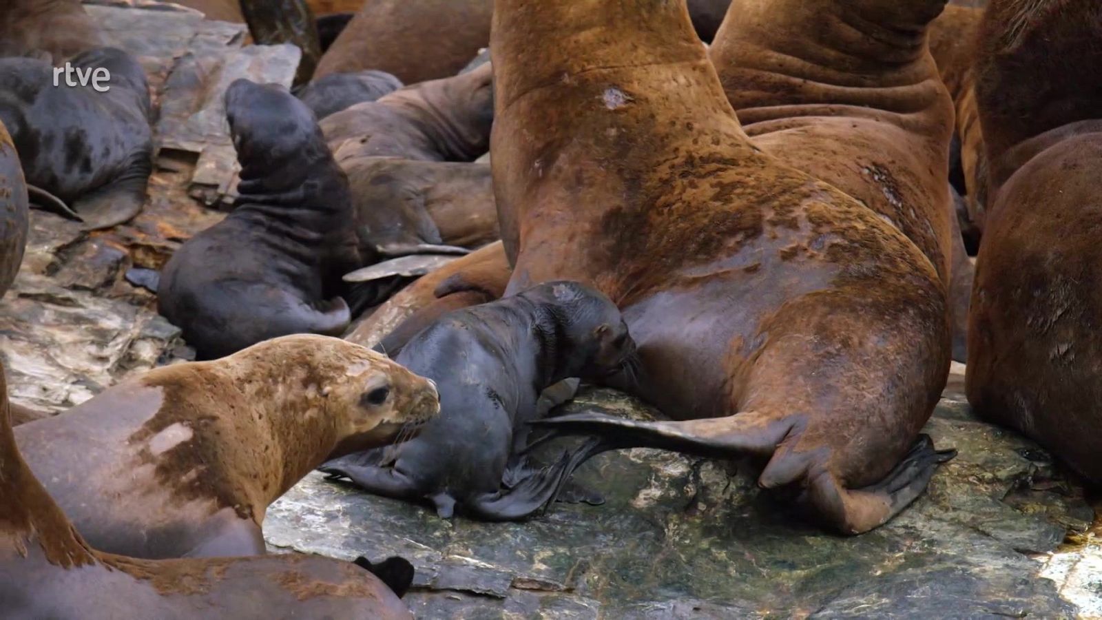 El mundo de los océanos - Episodio 2: Refugio - El mundo de los océanos | Ver