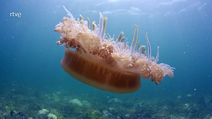 El mundo de los océanos - La vida en el arrecife