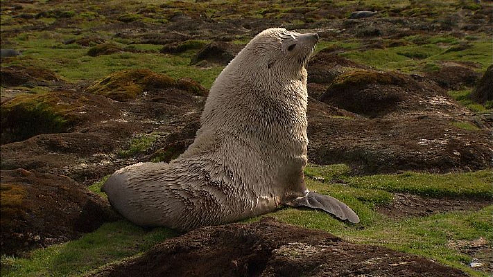 L'antàrtic salvatge: Capítol 4 Illes gelades - Veure Ara