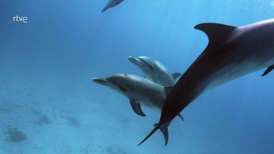 El mundo de los oc�anos - Episodio 5: Legado - El mundo de los oc�anos | Ver