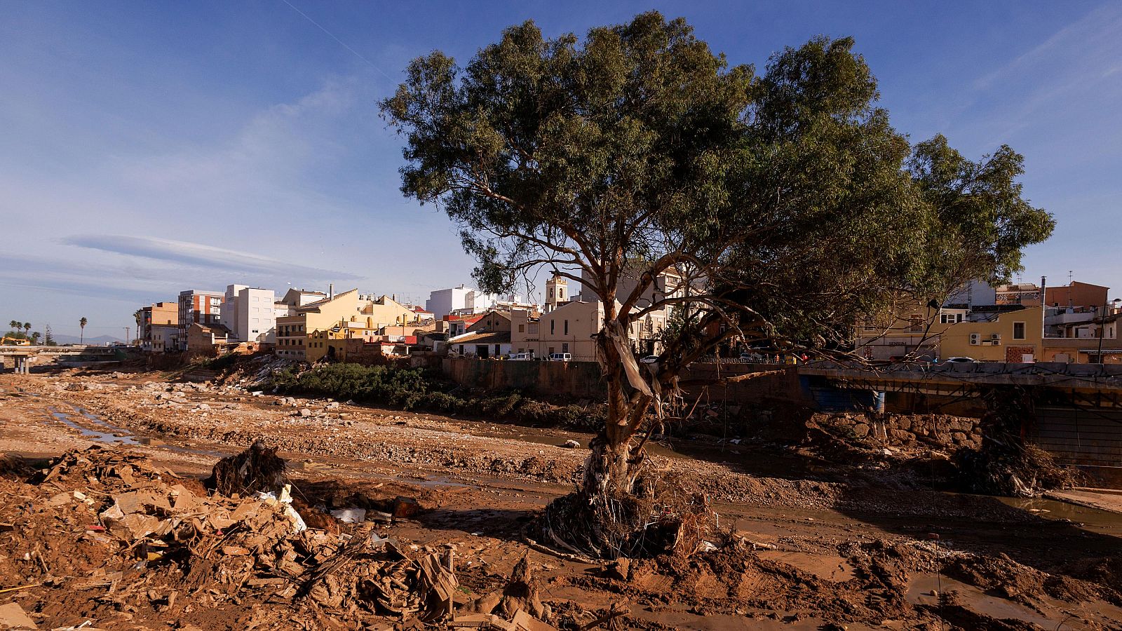 L'arbre centenari de Paiporta, tot un símbol de resistència després de la dana - L'informatiu - Comunitat Valenciana | Ver