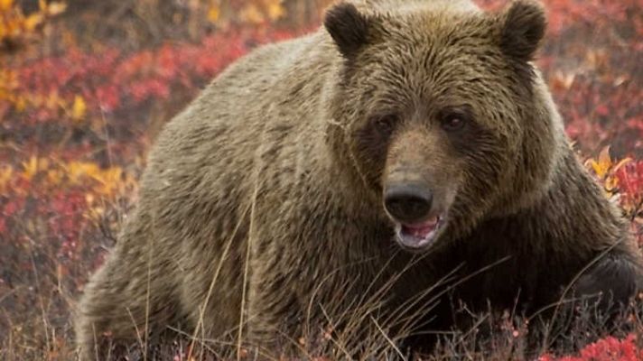 Grandes documentales - Osos de la última frontera 1