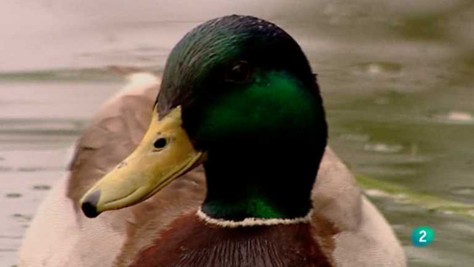 Biodiario - 11/02/13 - ver ahora