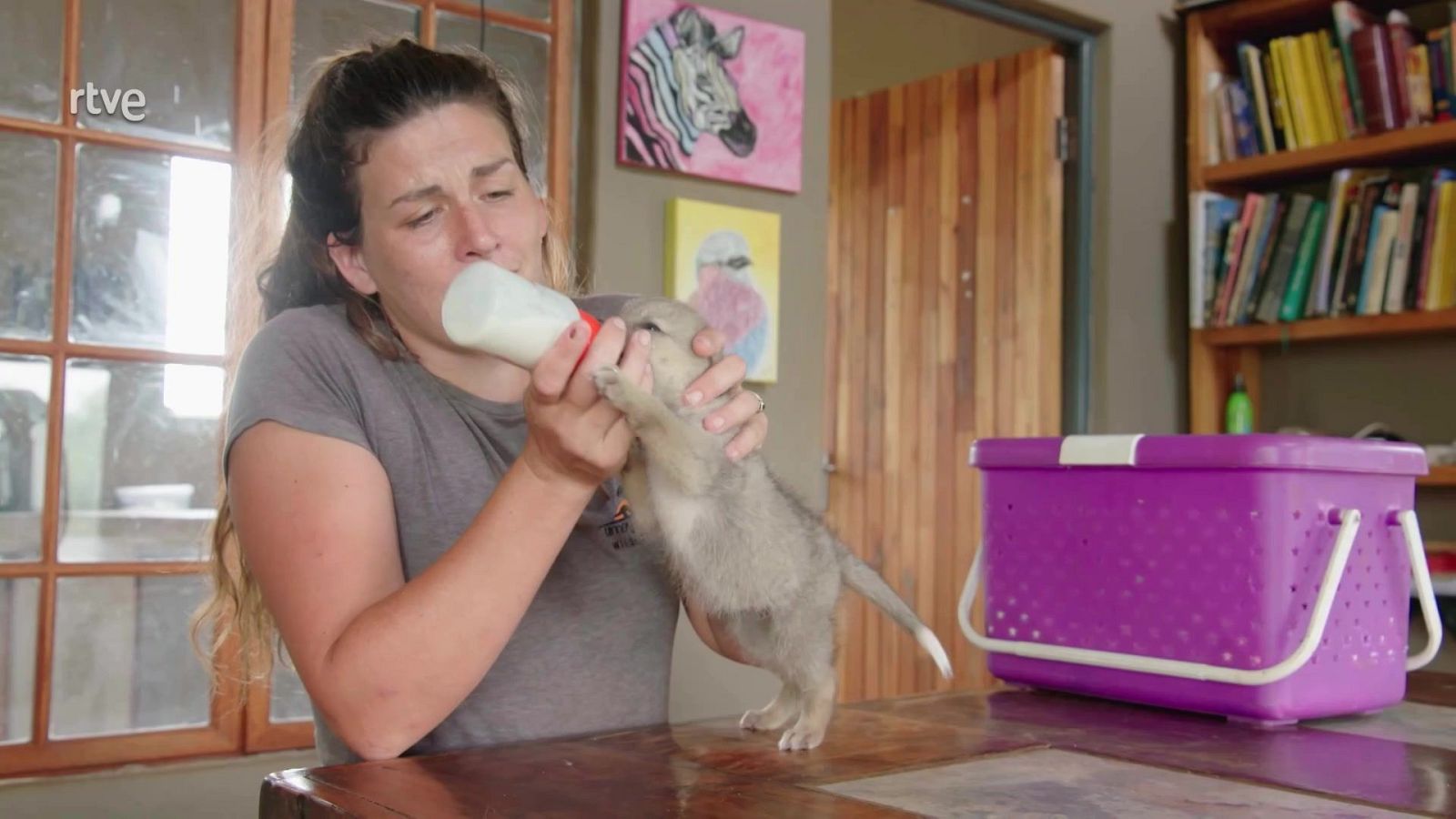 Rescate de animales bebé - Episodio 2 - Rescate de animales bebé | Ver