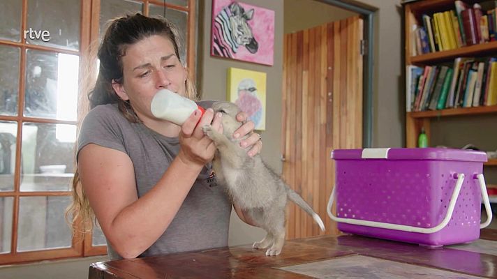 Rescate de animales bebé - Episodio 2