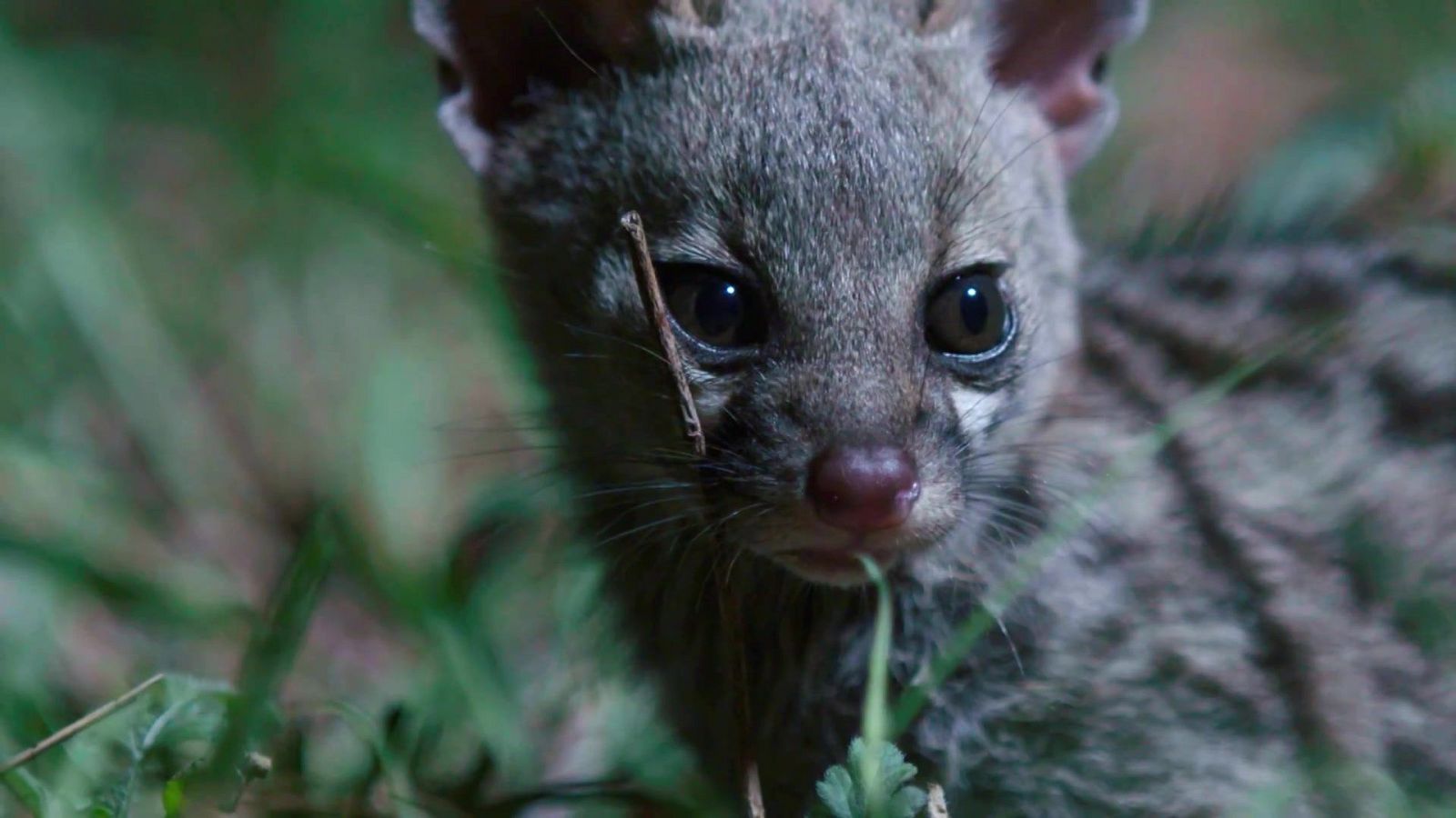 Rescate de animales bebé - Episodio 3 - Rescate de animales bebé | Ver