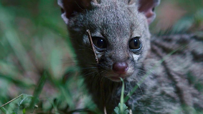 Rescate de animales beb� - Episodio 3 - Rescate de animales beb� | Ver