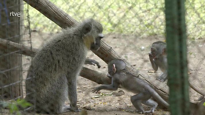 Rescate de animales bebé - Episodio 4