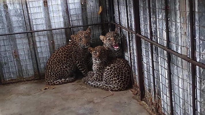 Rescate de animales bebé - Episodio 5