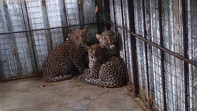 Rescate de animales beb� - Episodio 5 - Rescate de animales beb� | Ver