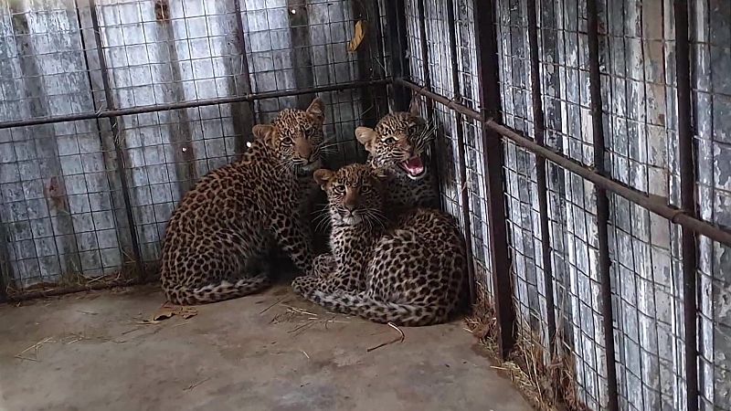 Rescate de animales beb� - Episodio 5 - Rescate de animales beb� | Ver