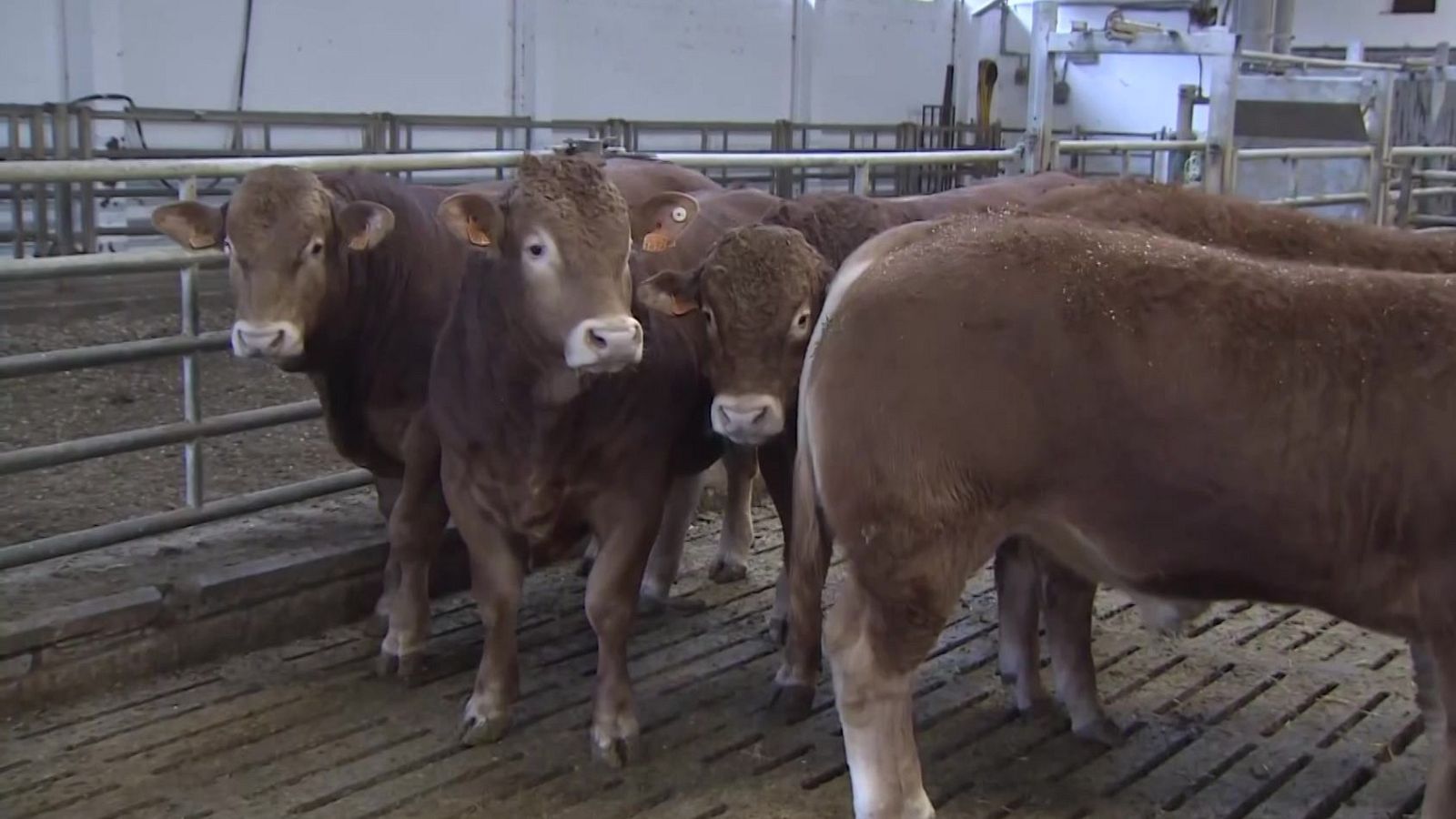 Gipuzkoa comienza la vacunación de sus reses contra la Dermatosis Nodular | RTVE Play - Ver ahora