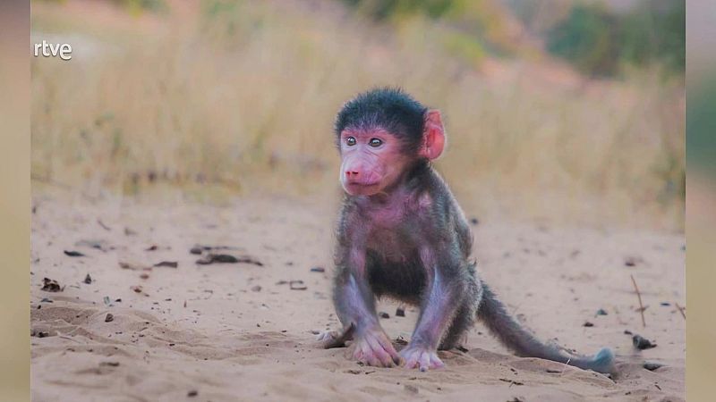 Rescate de animales beb� - Episodio 6 - Rescate de animales beb� | Ver