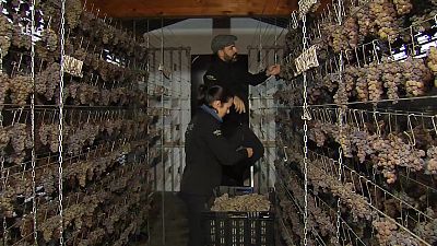 Agrosfera - 10/01/26