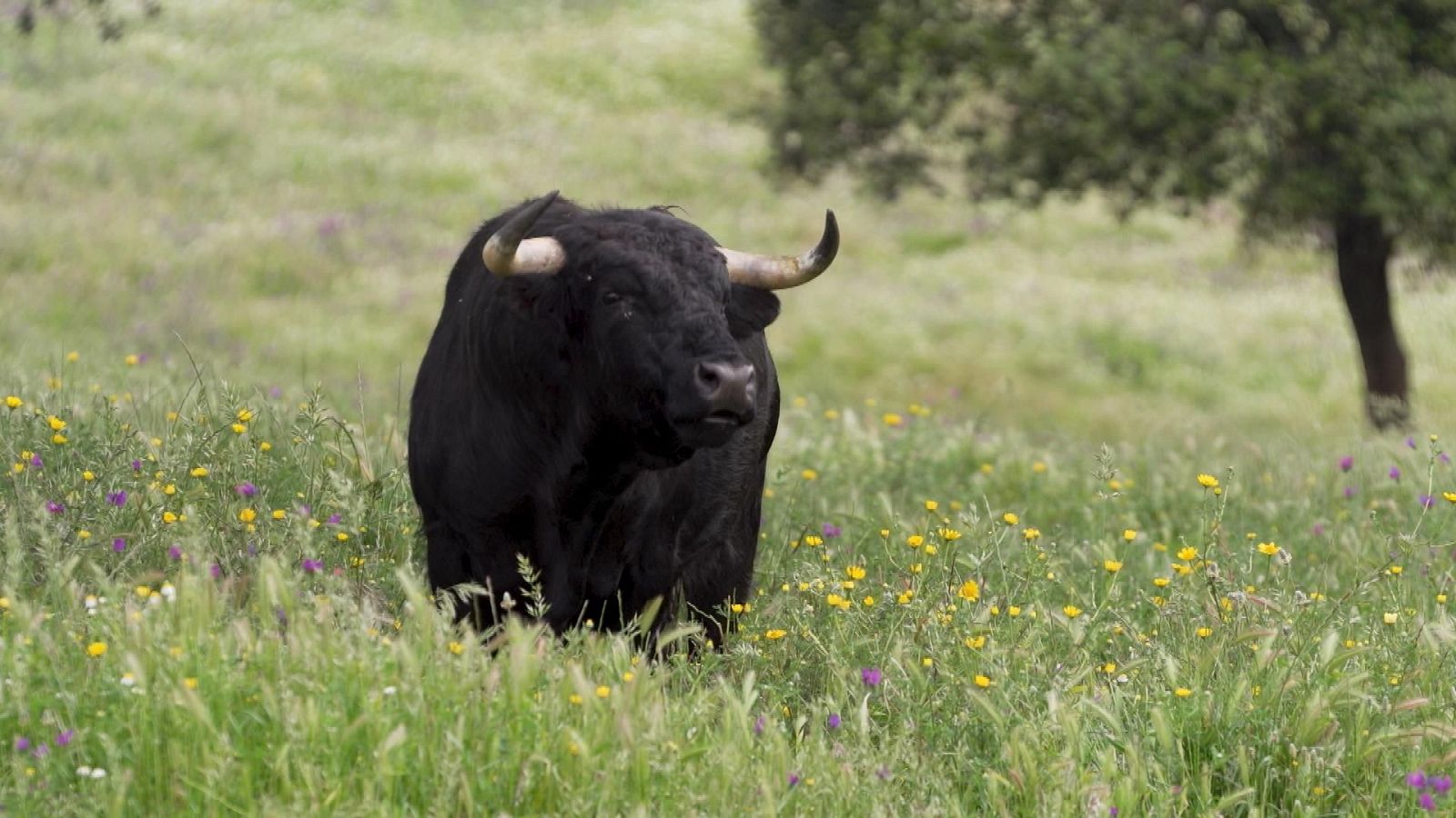 Tendido Cero - 10/01/26 - Tendido cero | Ver