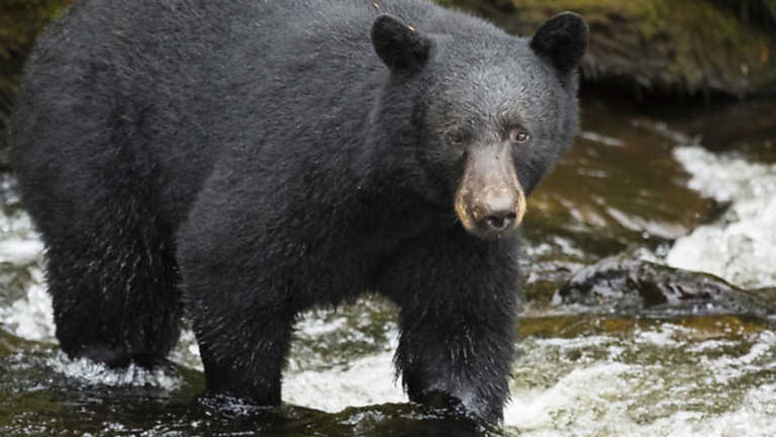 Grandes documentales - Osos de la última frontera: La carretera hacia el norte - ver ahora