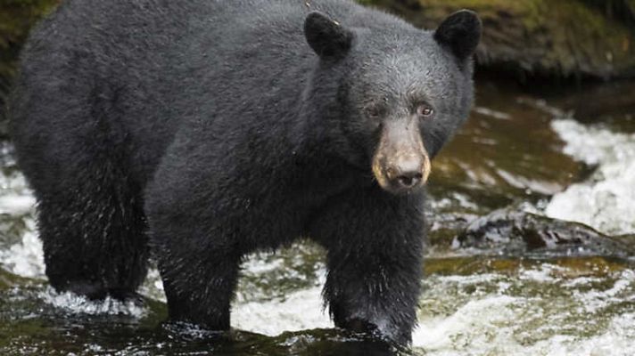 Grandes documentales - Osos de la última frontera 2