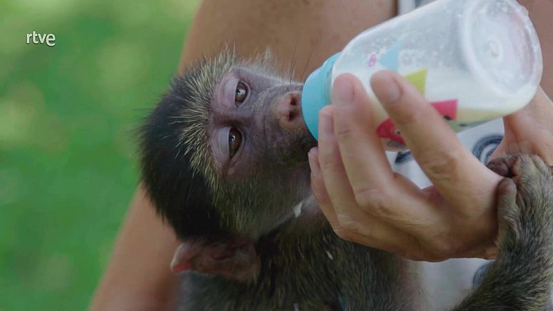 Rescate de animales beb� - Episodio 7 - Rescate de animales beb� | Ver documental