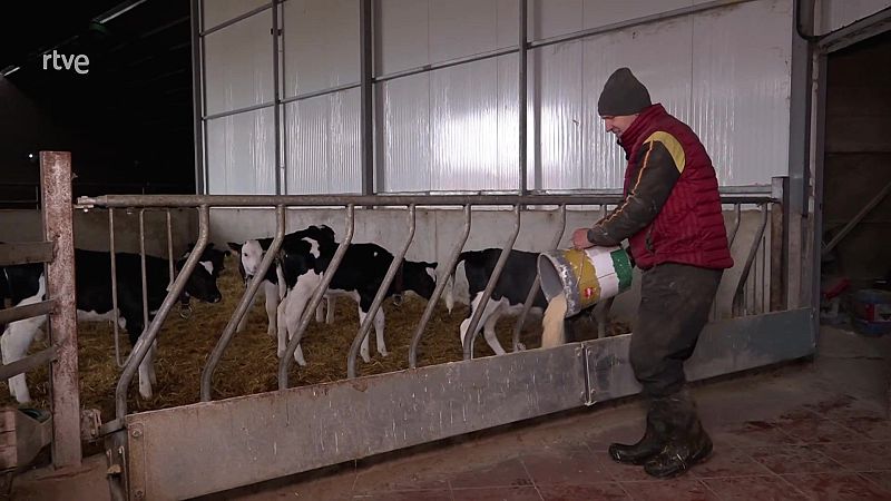 Una vaquería familiar - Aquí hay trabajo | Ver