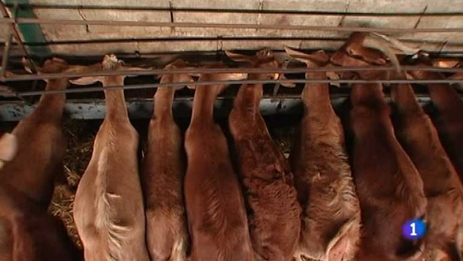 Repor - El jornal de la subvención - ver ahora