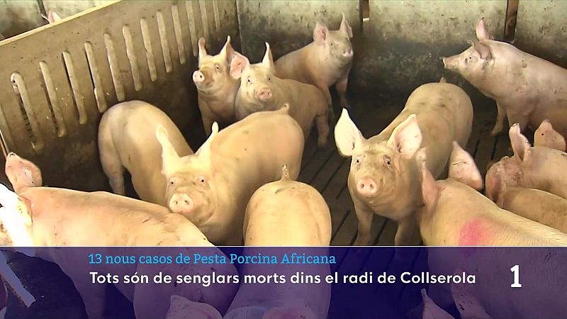 La pesta porcina accentua la crisi del sector porcí català