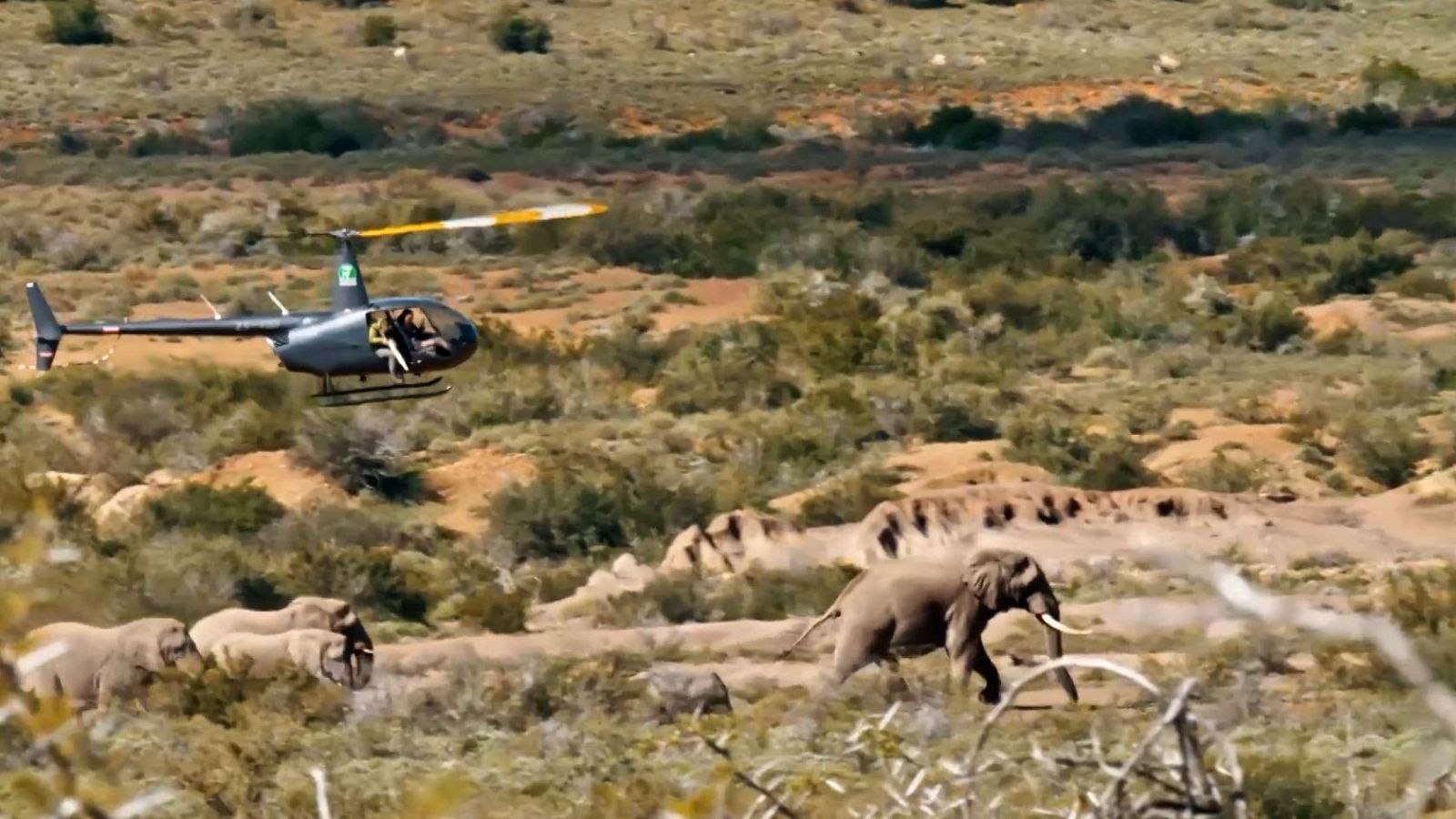 Cómo se vacunan elefantes salvajes en África | Dra. Fabiola Jones | Ver