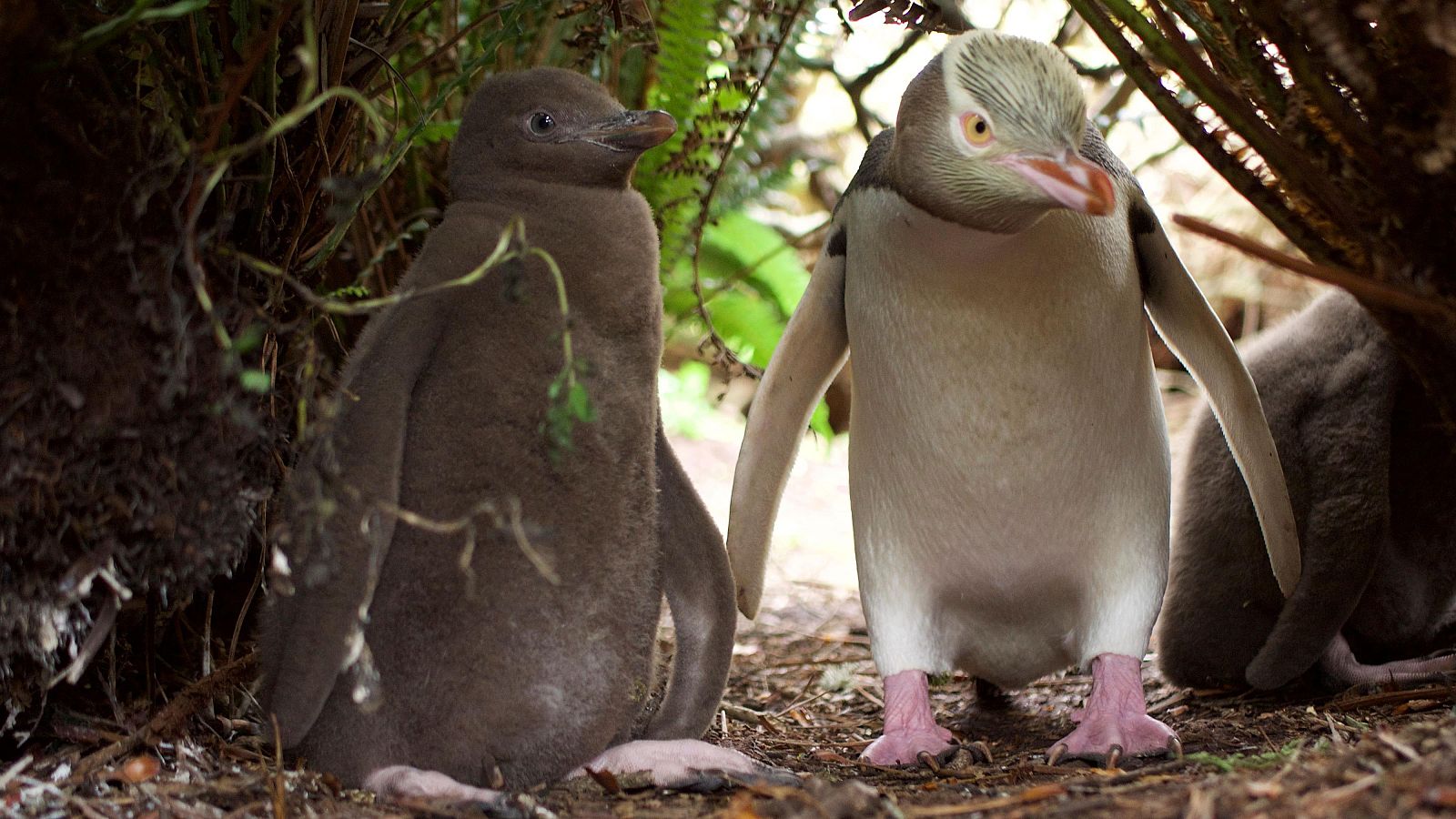 Somos Documentales - El reino de los pingüinos - Somos Documentales | Ver documental