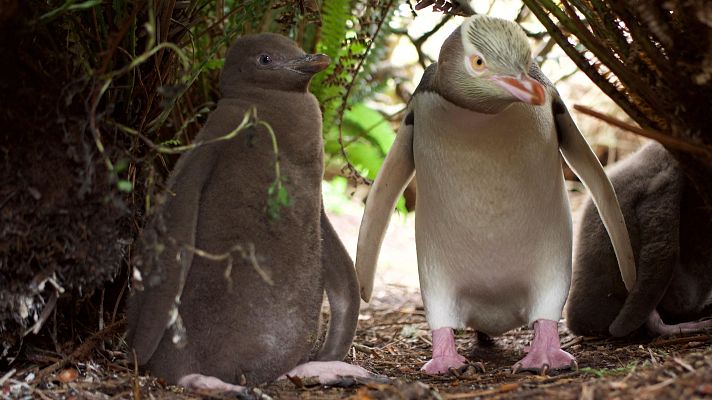 Somos Documentales - El reino de los pingüinos