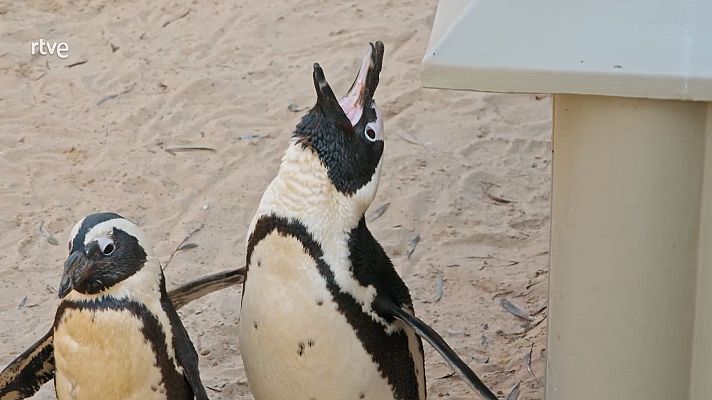 Dra. Fabiola Jones - Rescatar para conservar: el trabajo con pingüinos en peligro de extinción en Dra. Fabiola Jones