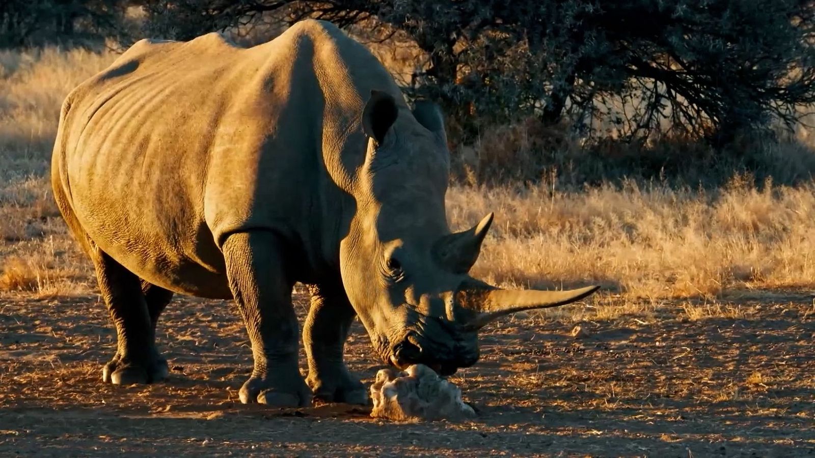 Un encuentro único con un rinoceronte en libertad, Dra. Fabiola Jones junto a Anette Oelofse | Ver
