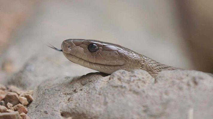 Rescate de animales bebé - Episodio 8