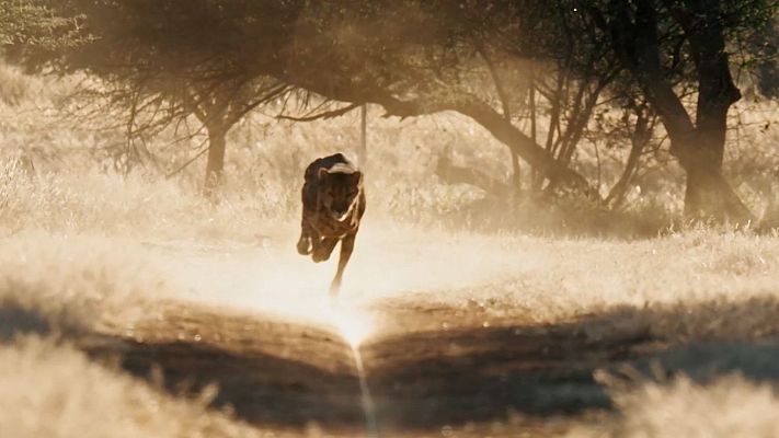 Dra. Fabiola Jones - Entrenamiento de guepardos para volver a la vida salvaje en Dra. Fabiola Jones