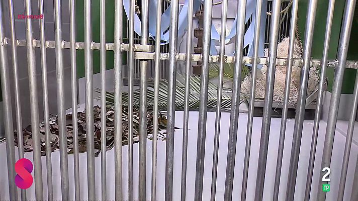 Somos 8 - Somos 8 - 13/01/2026