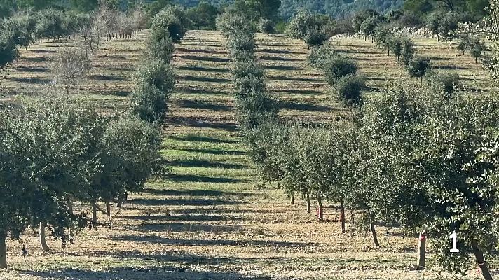 L'Informatiu - El Govern impulsa el relleu generacional al camp amb 17.000 finques