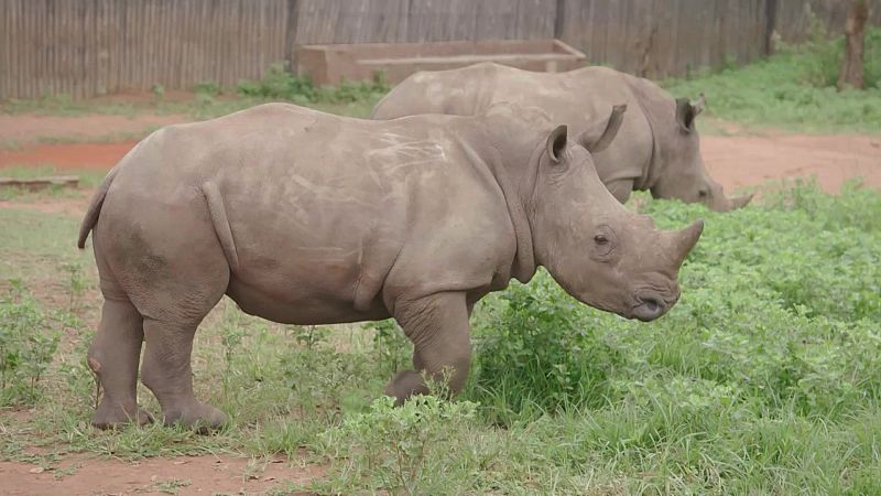 Rescate de animales beb� - Episodio 9 - Rescate de animales beb� | Ver