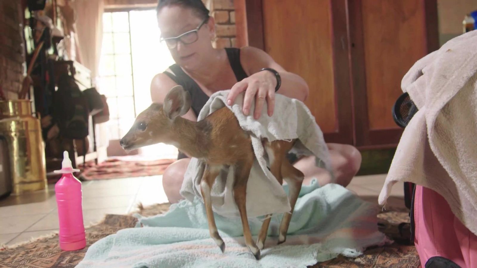 Rescate de animales bebé - Episodio 10 - Rescate de animales bebé | Ver