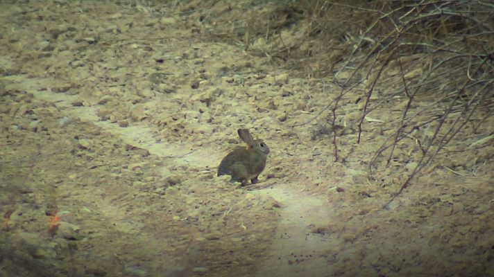 L'Informatiu - La plaga de conills persisteix a Ponent malgrat les mesures de control