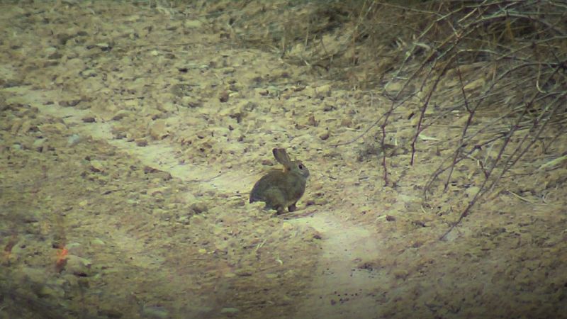 La plaga de conills persisteix a Ponent malgrat les mesures de control - L'Informatiu | Veure