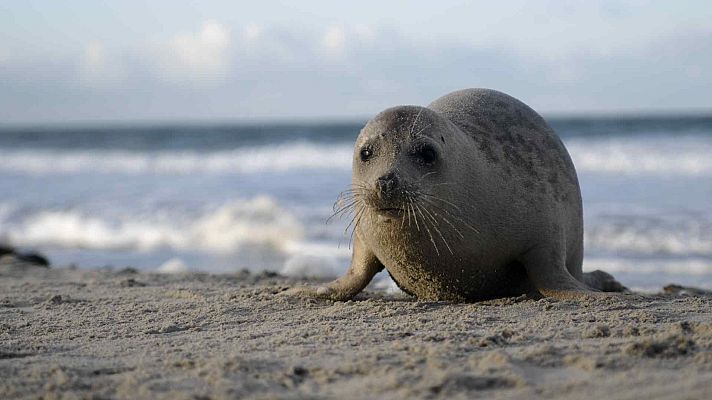 Una foca de pelaje grisáceo con manchas descansa en la arena, mostrando un rostro expresivo con grandes ojos y bigotes, mientras el mar y un cielo nublado sirven de telón de fondo.