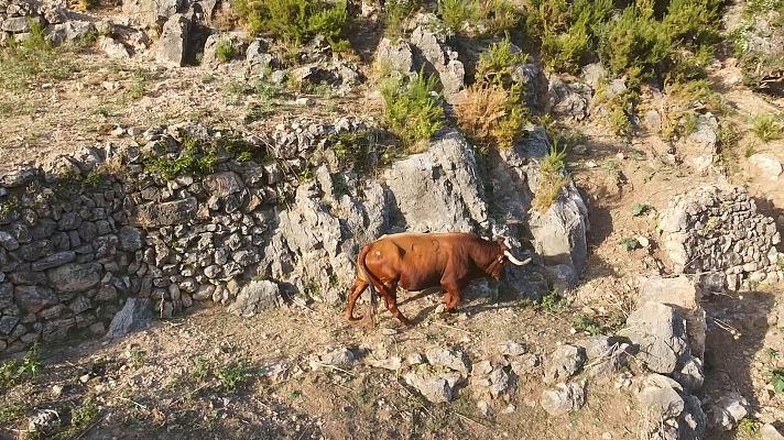 Tendido cero - Tendido Cero - 17/01/26