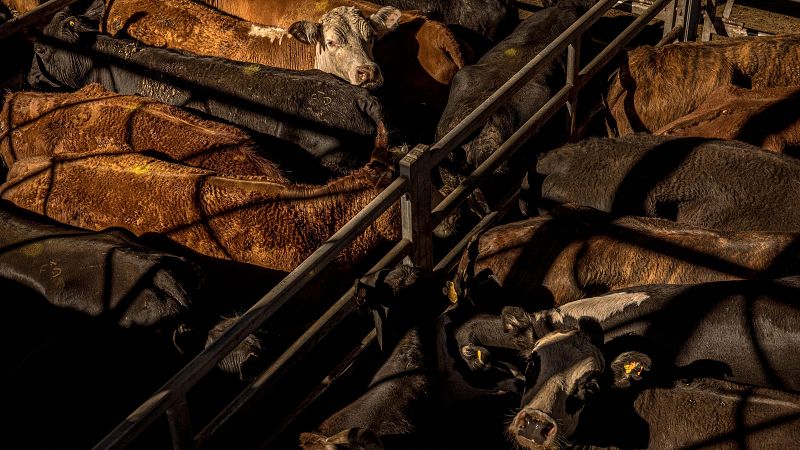 Los ganaderos sudamericanos celebran el acuerdo Mercosur-UE | Ver