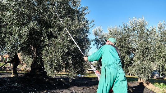 La campa�a de recogida de aceituna entra en su recta final