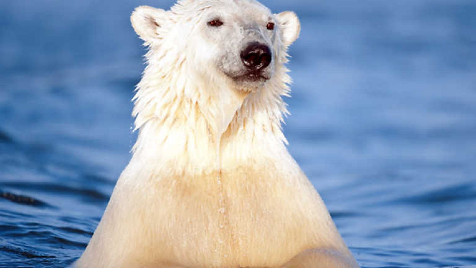 Grandes documentales - Osos de la última frontera: Árticos errantes - Ver ahora