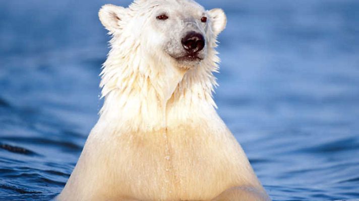 Grandes documentales - Osos de la última frontera 3