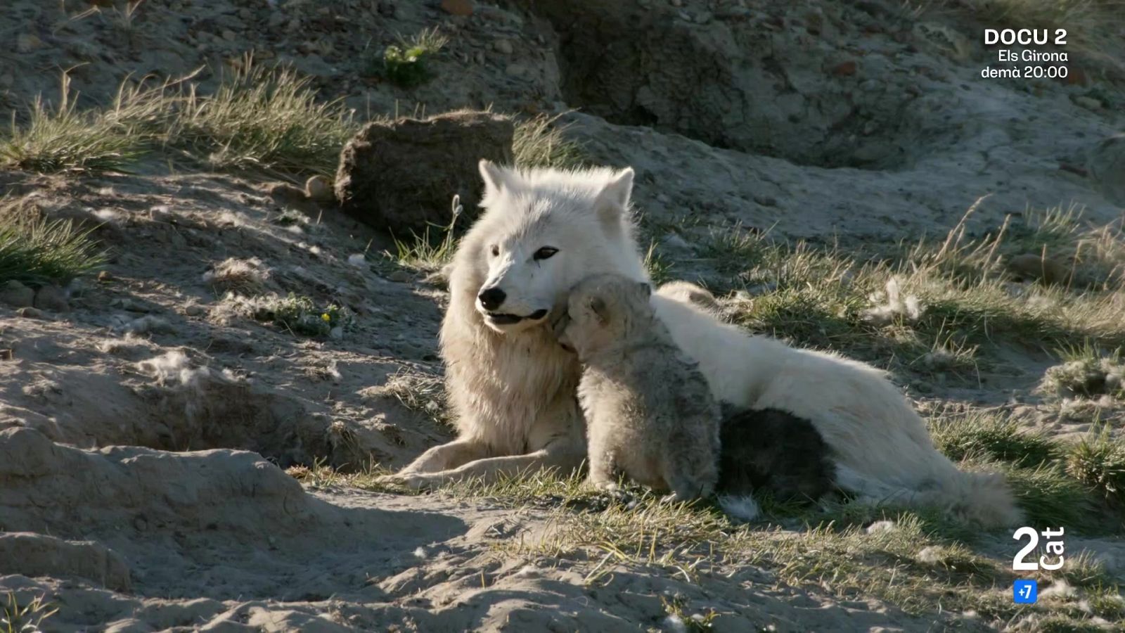 Una lloba blanca estirada a terra mentre una cria s’hi acosta i li frega el cap amb afecte.