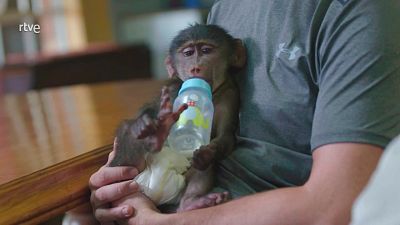 Rescate de animales beb� - Episodio 12 - Rescate de animales beb� | Ver