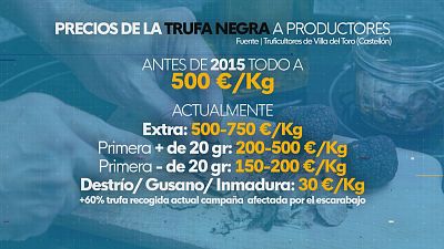 La trufa experimenta una bajada significativa de su precio - L'informatiu - Comunitat Valenciana | Ver