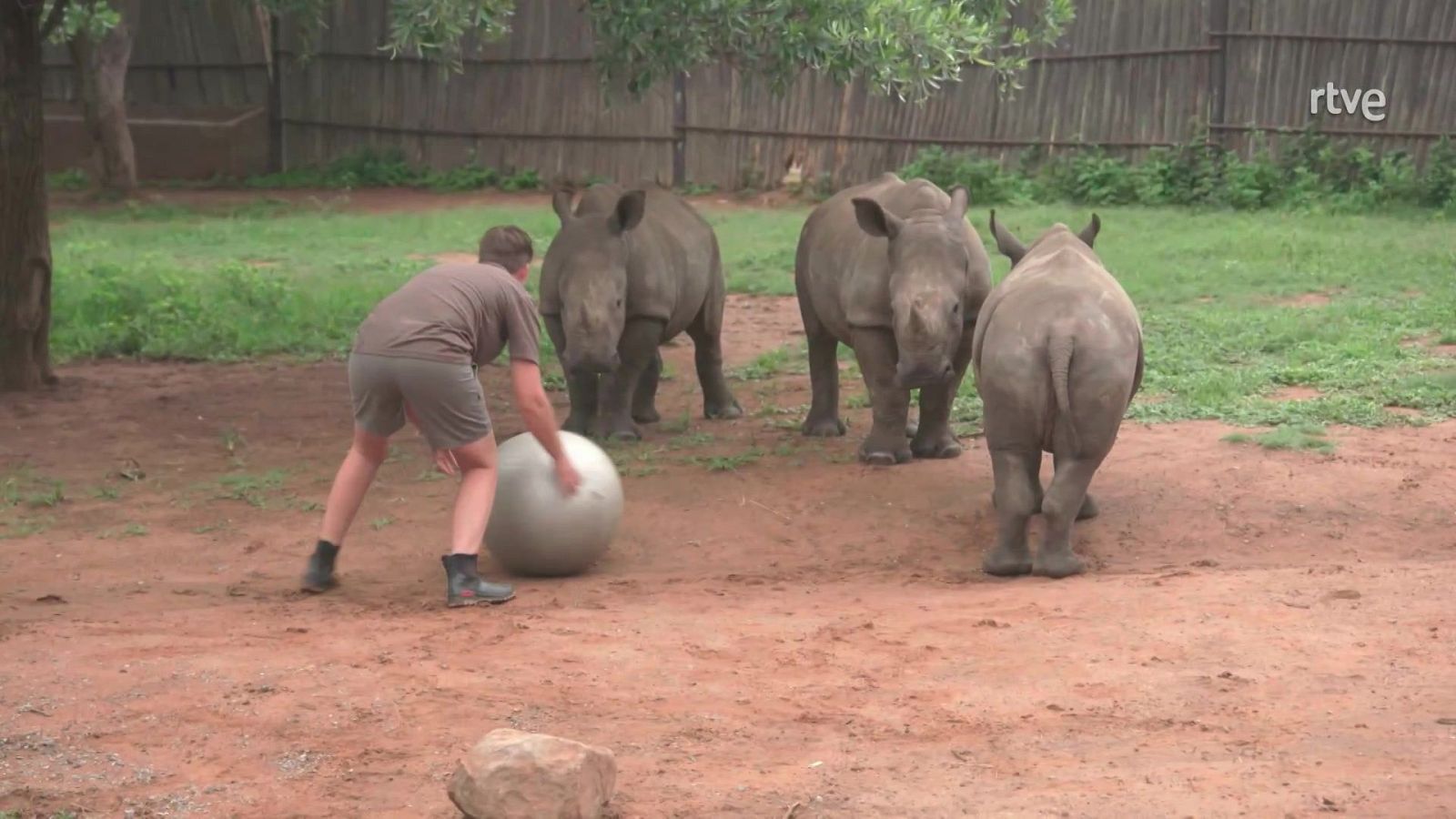 Rescate de animales bebé - Episodio 13 - Rescate de animales bebé | Ver