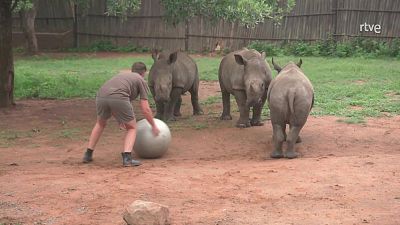 Rescate de animales beb� - Episodio 13 - Rescate de animales beb� | Ver