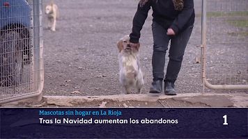 Los animales copan los refugios y protectoras tras las fiestas